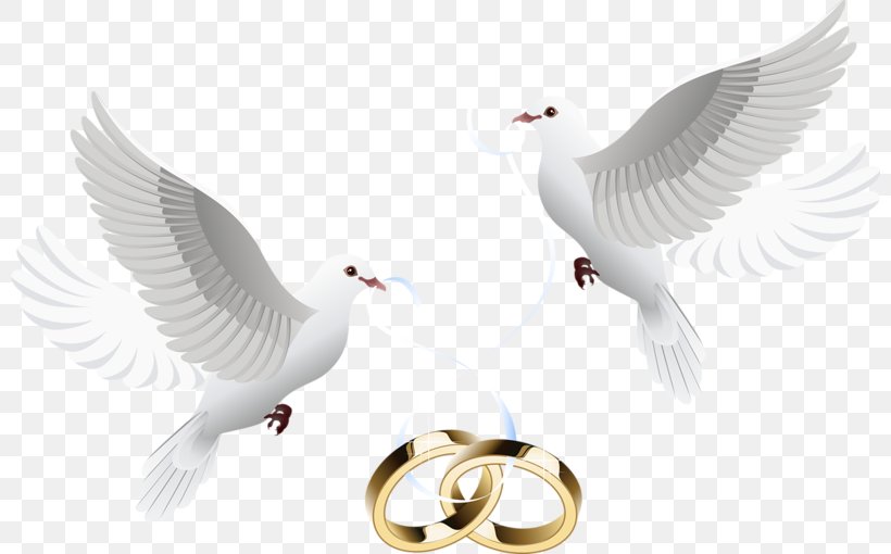 Wedding Invitation Clip Art, PNG, 800x510px, Wedding Invitation, Beak, Bird, Bride, Ceremony Download Free