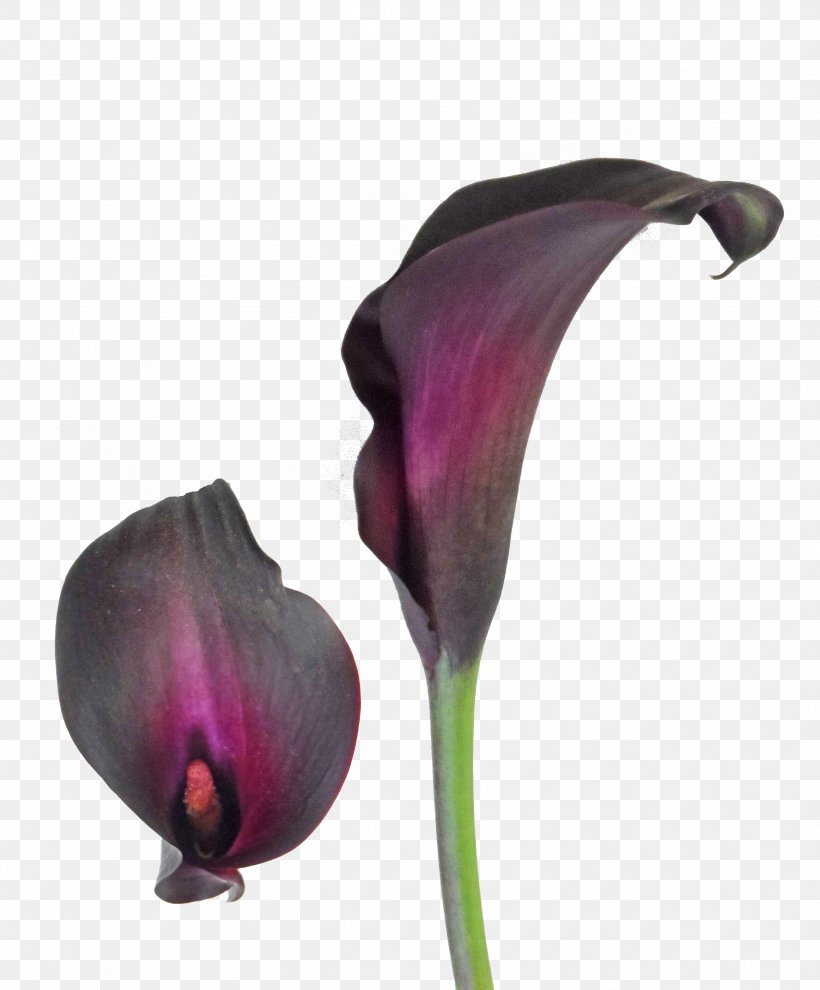 Arum-lily Tiger Lily Bulb Callalily Flower, PNG, 2595x3136px, Arumlily, Black, Bulb, Calla Lily, Callalily Download Free