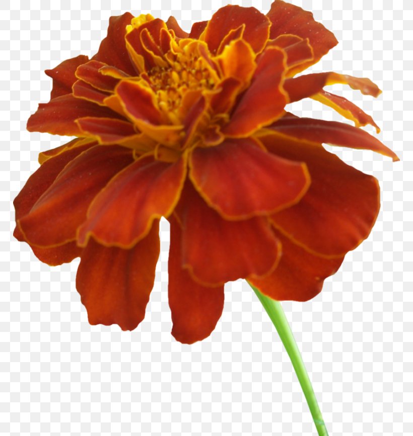 Mexican Marigold Clip Art, PNG, 768x867px, Mexican Marigold, Annual Plant, Cut Flowers, Daisy Family, Document Download Free