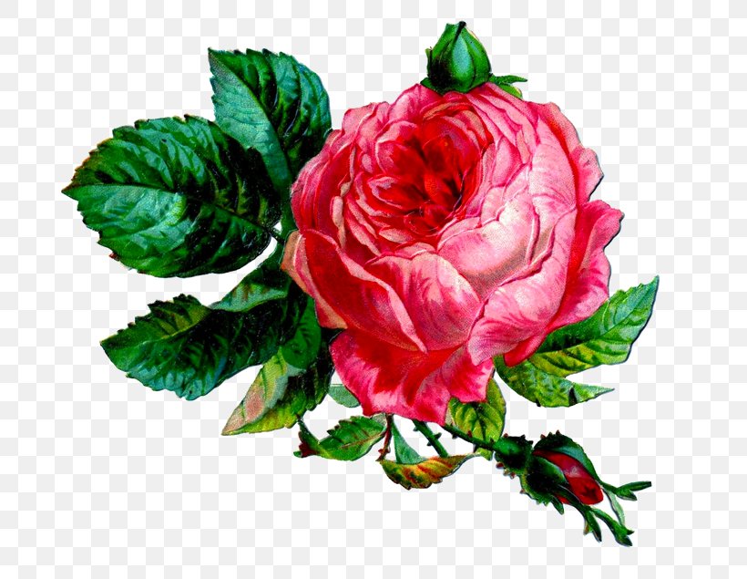 Larnach Castle Garden Roses Clip Art Graphics, PNG, 700x635px, Larnach Castle, Cut Flowers, Floral Design, Floristry, Flower Download Free