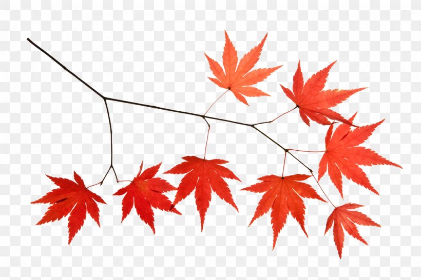 Maple Leaf Icon, PNG, 1024x682px, Maple, Autumn, Branch, Designer, Flowering Plant Download Free