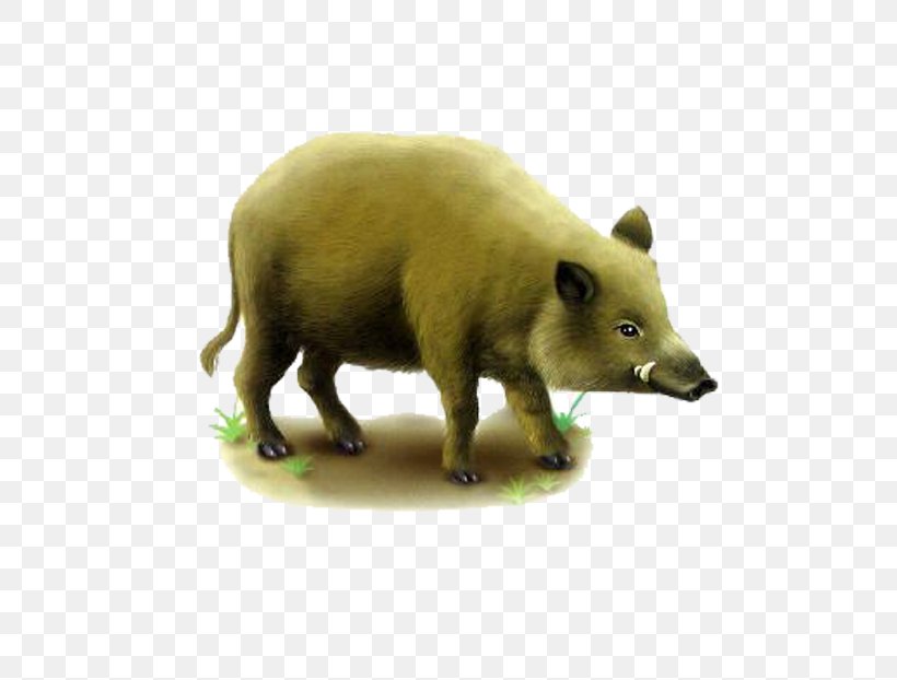 Wild Boar Game Tusk Euclidean Vector, PNG, 600x622px, Wild Boar, Animal, Fauna, Game, Mammal Download Free