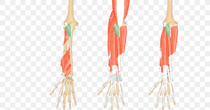 Anconeus Muscle Brachioradialis Extensor Carpi Ulnaris Muscle Posterior Compartment Of The Forearm, PNG, 1048x550px, Anconeus Muscle, Brachioradialis, Extensor Carpi Ulnaris Muscle, Flexor Carpi Ulnaris Muscle, Forearm Download Free