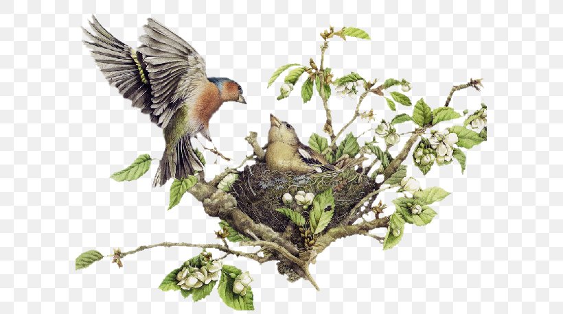 Bird Nest Clip Art, PNG, 600x458px, Bird, Beak, Bird Feeding, Bird Nest, Branch Download Free