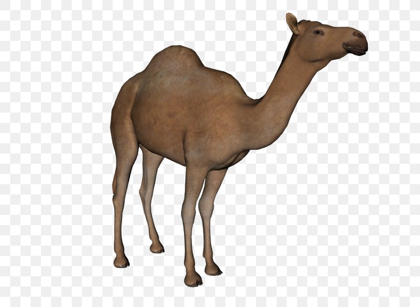 Dromedary Bactrian Camel Baby Arabic Alphabet Clip Art, PNG, 800x600px, Dromedary, Animal Figure, Arabian Camel, Baby Arabic Alphabet, Bactrian Camel Download Free