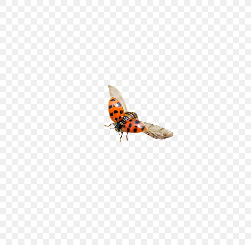 Insect Icon, PNG, 800x800px, Insect, Designer, Insecte Vecteur, Invertebrate, Ladybird Download Free