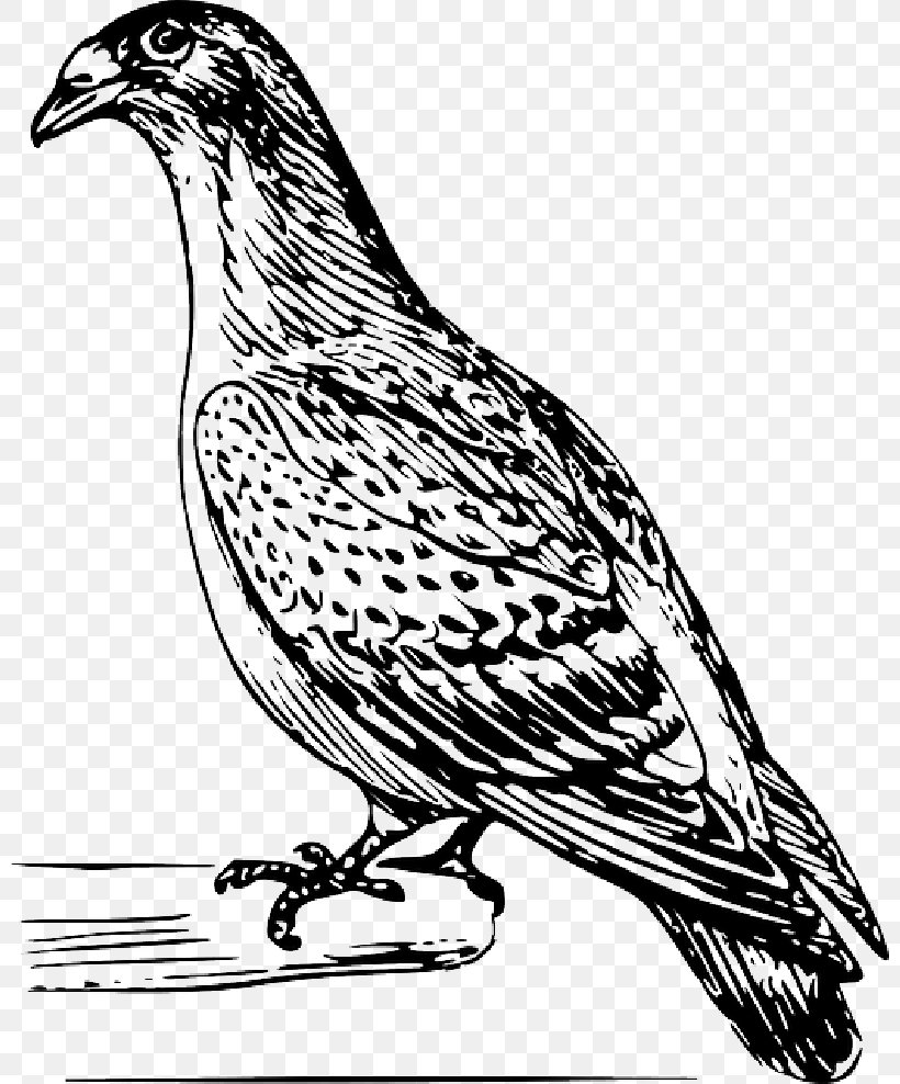 Pigeons And Doves Homing Pigeon Drawing English Carrier Pigeon Vector Graphics, PNG, 800x988px, Pigeons And Doves, Art, Beak, Bird, Coloring Book Download Free