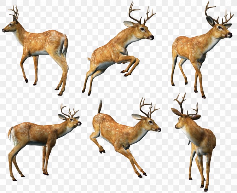 Reindeer Elk White-tailed Deer Musk Deer, PNG, 1226x998px, 3d Computer Graphics, Deer, Animal, Antelope, Antler Download Free