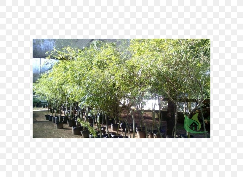 Tree Plantation Shrub, PNG, 600x600px, Tree, Evergreen, Grass, Land Lot, Plant Download Free