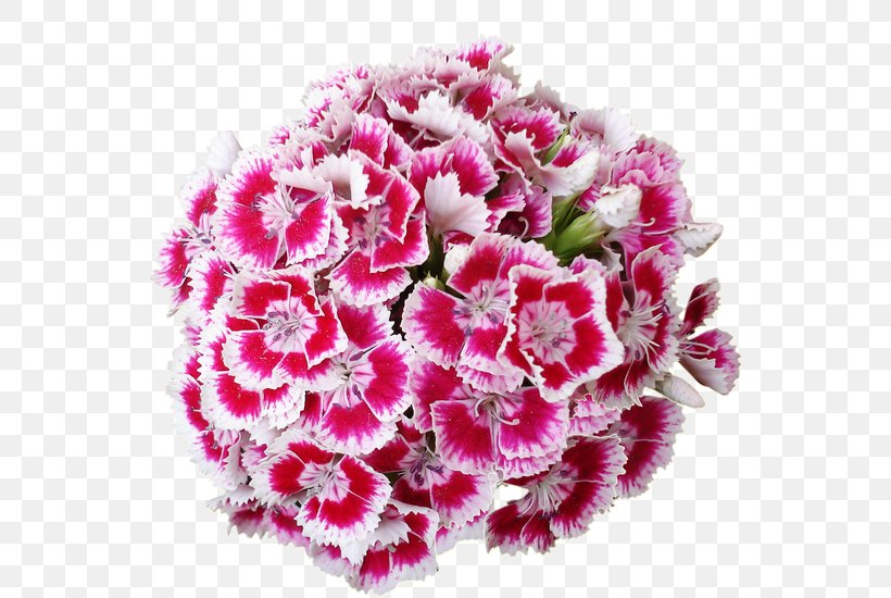 Cut Flowers Carnation, PNG, 548x550px, Flower, Animated Film, Annual Plant, Carnation, Cut Flowers Download Free