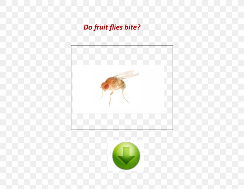 Mosquito Insect Common Fruit Fly Motherhealth LLC, PNG, 2200x1700px, Mosquito, Arthropod, California, Common Fruit Fly, Fauna Download Free