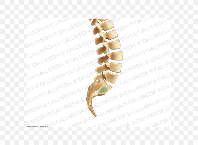 Vertebral Column Bone Rachis Human Anatomy Human Skeleton, PNG, 600x600px, Vertebral Column, Anatomy, Bone, Drawing, Finger Download Free