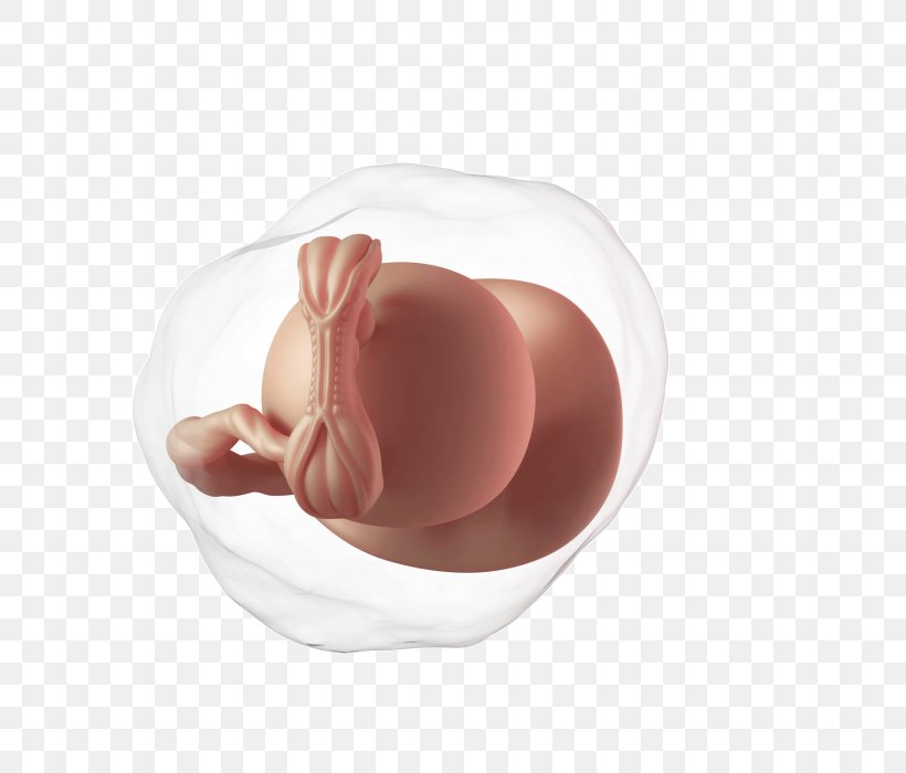 Week 5 Of Pregnancy Fetus Infant, PNG, 700x700px, Watercolor, Cartoon, Flower, Frame, Heart Download Free