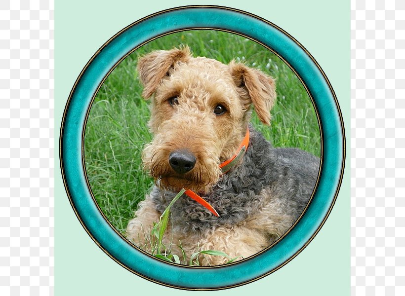 Airedale Terrier Lakeland Terrier Welsh Terrier Irish Terrier Dog Breed, PNG, 600x600px, Airedale Terrier, Airedale, Breed, Carnivoran, Companion Dog Download Free