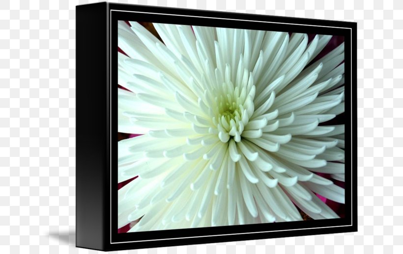 Chrysanthemum Picture Frames Rectangle, PNG, 650x518px, Chrysanthemum, Chrysanths, Flora, Flower, Flowering Plant Download Free