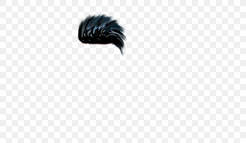 Hair Feather, PNG, 1600x930px, Hair, Beak, Black, Editing, Feather Download Free
