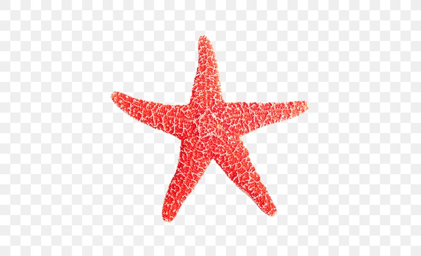 Euclidean Vector Starfish Icon, PNG, 500x500px, Starfish, Callopatiria Granifera, Echinoderm, Invertebrate, Marine Invertebrates Download Free