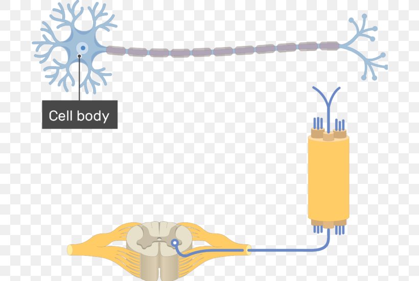 Multipolar Neuron Pseudounipolar Neuron Soma, PNG, 698x550px, Multipolar Neuron, Axon, Bipolar Neuron, Dendrite, Diagram Download Free