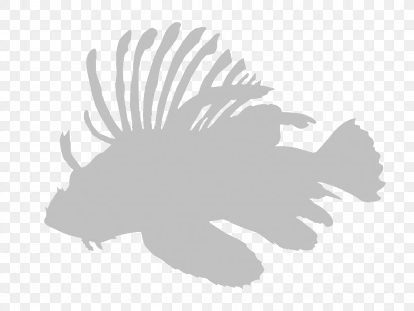 Red Lionfish AIS Indonesia Fairfield Mammal Login, PNG, 1024x768px, Red Lionfish, Black And White, Blues, Blues Rock, Connecticut Download Free