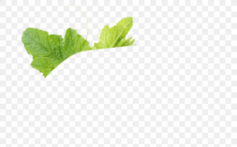 Spring Greens Herbalism Romaine Lettuce Leaf, PNG, 1189x740px, Spring Greens, Cucumber, Herb, Herbal, Herbalism Download Free