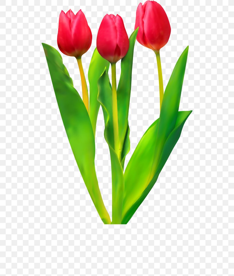 Tulip Flower Clip Art, PNG, 530x966px, Tulip, Bud, Computer, Cut Flowers, Flower Download Free
