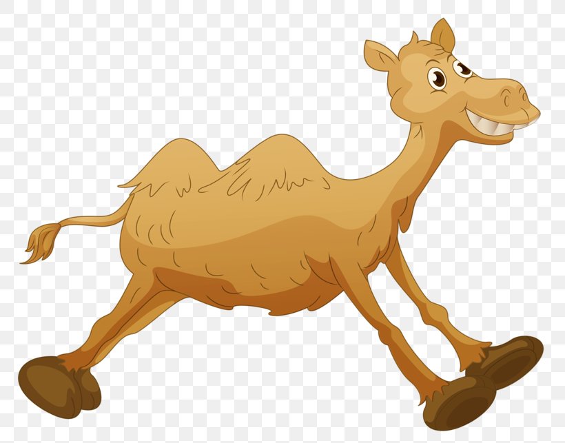 Bactrian Camel Dromedary Royalty-free Cartoon Clip Art, PNG, 800x643px, Bactrian Camel, Animation, Camel, Camel Like Mammal, Cartoon Download Free