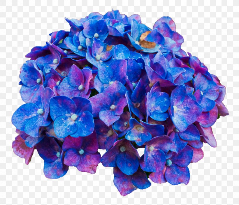 Flower Desktop Wallpaper Hydrangea, PNG, 900x773px, Flower, Android, Blue, Cobalt Blue, Cornales Download Free
