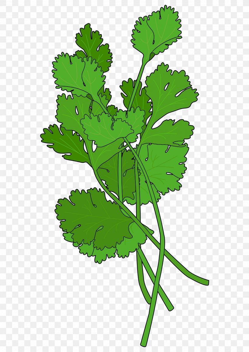 Grape Leaves Leaf Vegetable Herb, PNG, 2480x3508px, Grape, Branch, Branching, Flowering Plant, Food Download Free