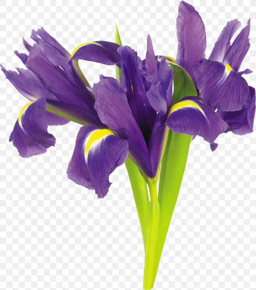 Irises Flower Plant Clip Art, PNG, 1061x1200px, Irises, Cut Flowers, Digital Image, Flower, Flowering Plant Download Free