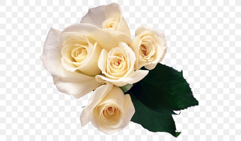 Rose Flower Clip Art, PNG, 552x480px, Rose, Cut Flowers, Floral Design, Floristry, Flower Download Free