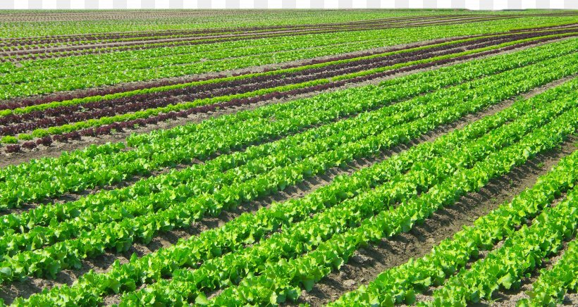 Agriculture Plantation Organic Farming Crop Vegetable, PNG, 4608x2454px, Agriculture, Agricultural Land, Cash Crop, Crop, Farm Download Free