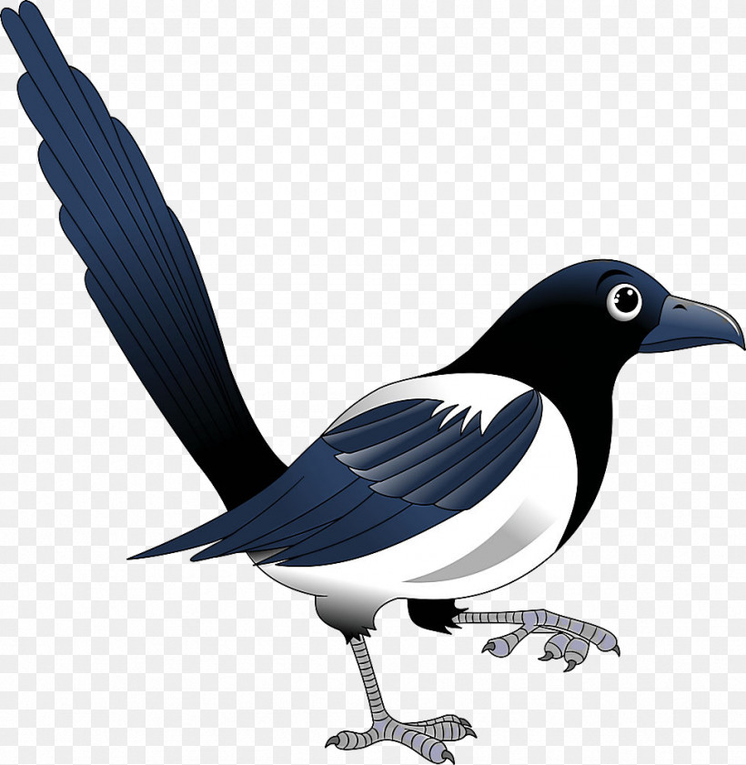 Bird Black Billed Magpie Beak Eurasian Magpie Magpie, PNG, 974x1000px, Bird, Beak, Black Billed Magpie, Crowlike Bird, Eurasian Magpie Download Free