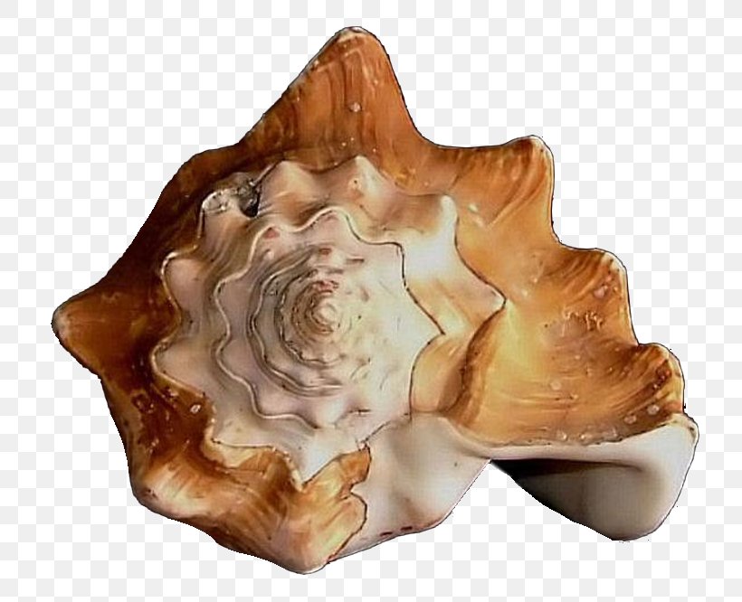 Conch Png 770x666px Conch Clams Oysters Mussels And Scallops Seashell Shankha Download Free