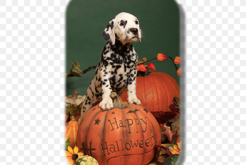 Dalmatian Dog Puppy Dog Breed Labrador Retriever Samoyed Dog, PNG, 550x550px, Dalmatian Dog, Animal, Breed, Carnivoran, Carriage Dog Download Free