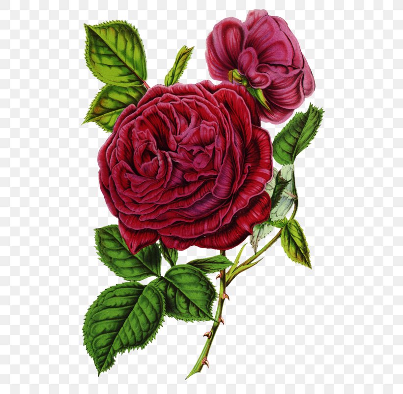 Garden Roses Canvas Print Floral Design, PNG, 521x800px, Garden Roses, Art, Canvas, Canvas Print, China Rose Download Free
