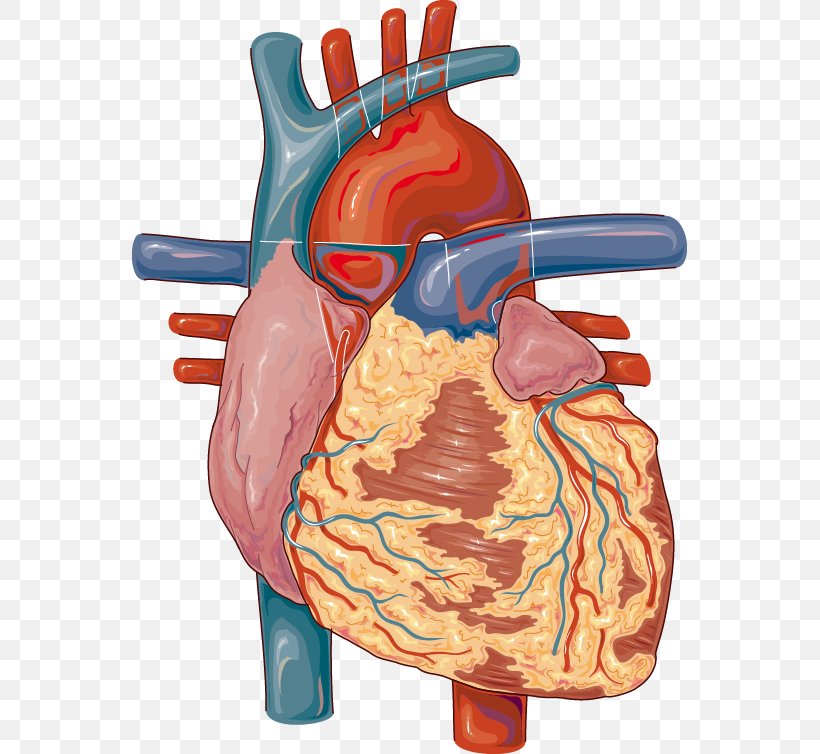 Heart Medicine Lymph Node Cardiovascular Disease Circulatory System, PNG, 555x754px, Watercolor, Cartoon, Flower, Frame, Heart Download Free