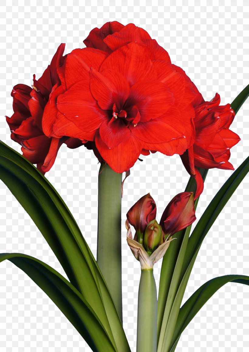 Amaryllis Flower Red Bulb White, PNG, 1418x2000px, Amaryllis, Amaryllis Belladonna, Amaryllis Family, Blue, Bulb Download Free