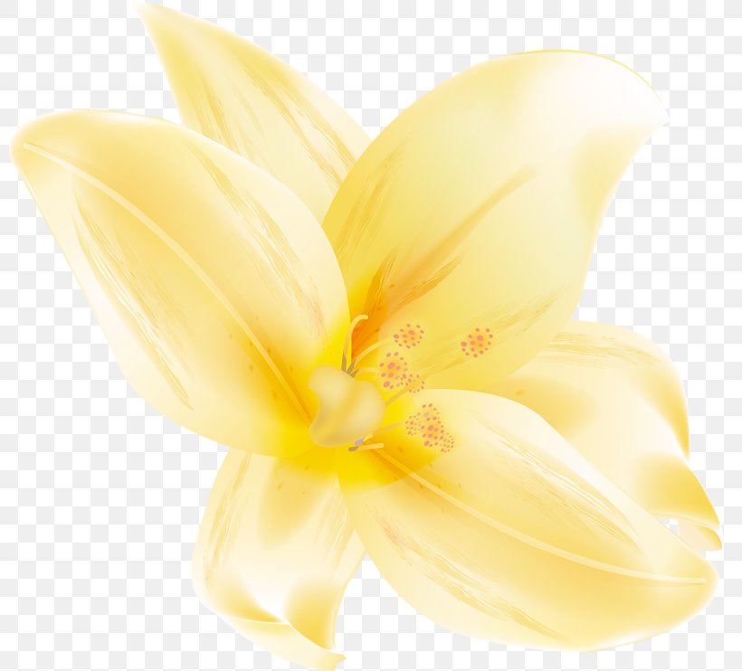 Cut Flowers Lilium Petal Plant, PNG, 800x742px, Flower, Close Up, Closeup, Cut Flowers, Daylily Download Free