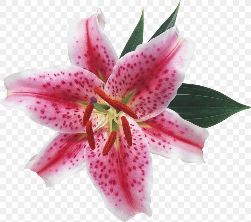 Lilium Flower Blossom Lily Of The Valley Ornamental Plant, PNG, 1800x1593px, Lilium, Blossom, Digital Image, Flower, Flower Bouquet Download Free