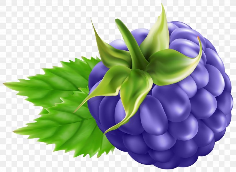BlackBerry Clip Art, PNG, 5000x3649px, Blackberry, Berry, Bilberry, Flower, Food Download Free