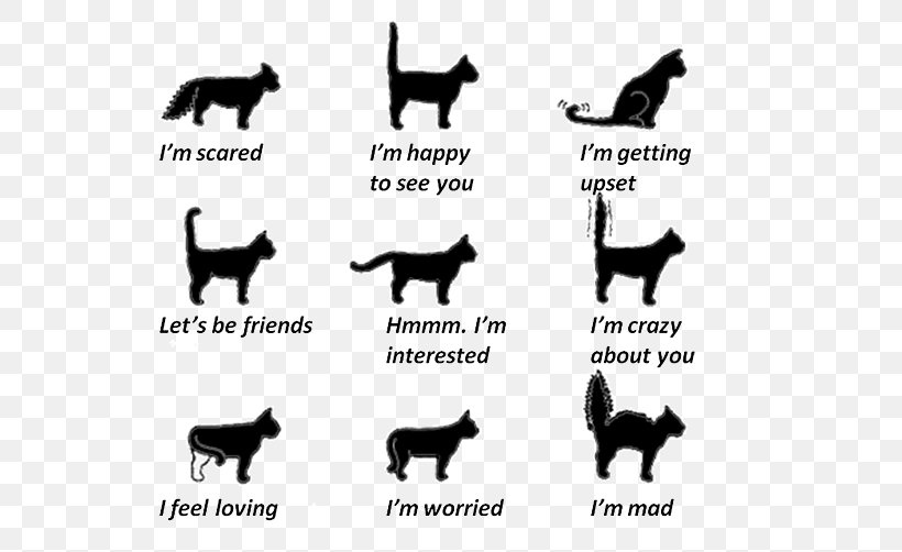 Cat Communication Kitten Tail Wagging By Dogs, PNG, 614x502px, Cat, Behavior, Black And White, Body Language, Carnivoran Download Free