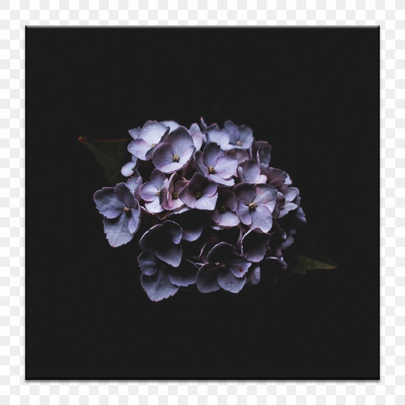 IPhone X French Hydrangea Desktop Wallpaper Photograph Flower, PNG, 900x900px, Iphone X, Cornales, Cut Flowers, Floral Design, Flower Download Free