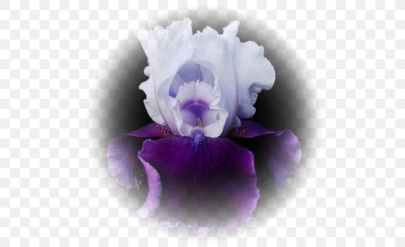 Irises Flower Perennial Plant Wall Iris Iris Croatica, PNG, 500x500px, Irises, Bonsai, Bulb, Cattleya, Color Download Free