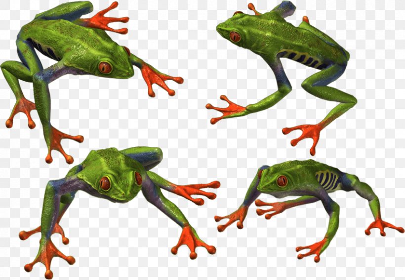 Toad True Frog Tree Frog Edible Frog, PNG, 850x587px, Toad, American Bullfrog, American Green Tree Frog, Amphibian, Animal Figure Download Free