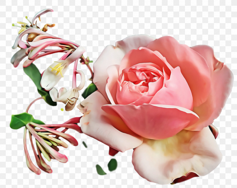 Garden Roses, PNG, 1812x1440px, Garden Roses, Cabbage Rose, Cut Flowers, Floral Design, Flower Download Free