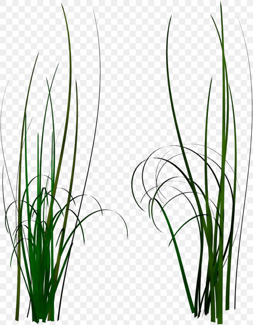 Grass Plant Chives Grass Family Flower, PNG, 994x1280px, Watercolor, Allium, Chives, Flower, Grass Download Free