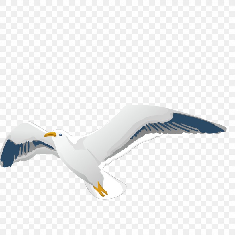 Homing Pigeon Columbidae Flight Bird European Herring Gull, PNG, 1500x1500px, Homing Pigeon, Beak, Bird, Charadriiformes, Columbidae Download Free