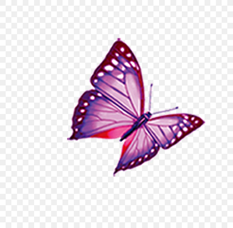 Mimpi Butterfly Computer Keyboard Diamant Koninkrijk Koninkrijk BlueBlock, PNG, 800x800px, Mimpi, Android, Android Application Package, Blueblock, Brush Footed Butterfly Download Free