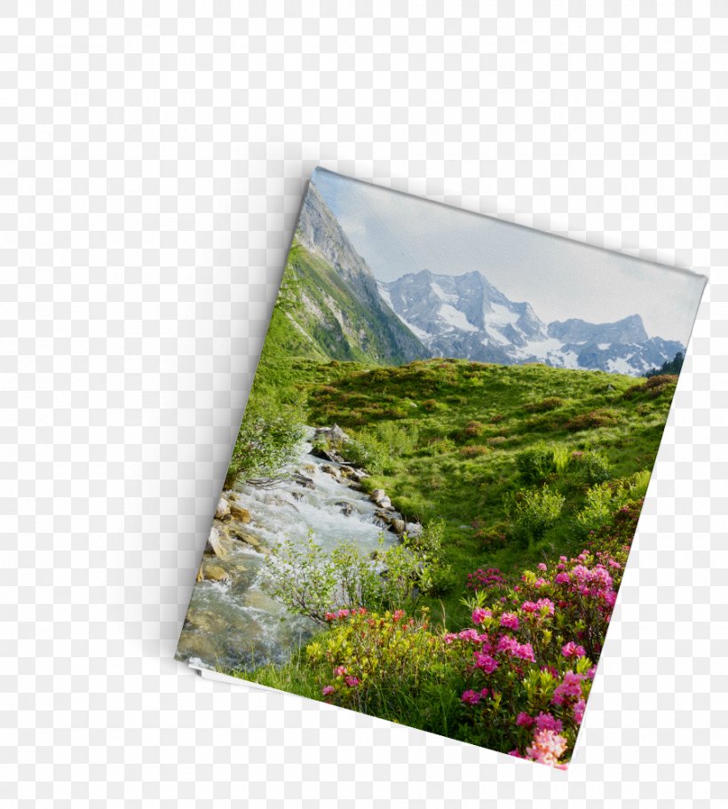 Promised Gifts Flora Ecosystem Book Meadow, PNG, 900x1000px, Flora, Accommodation, Book, Compass, Ebook Download Free