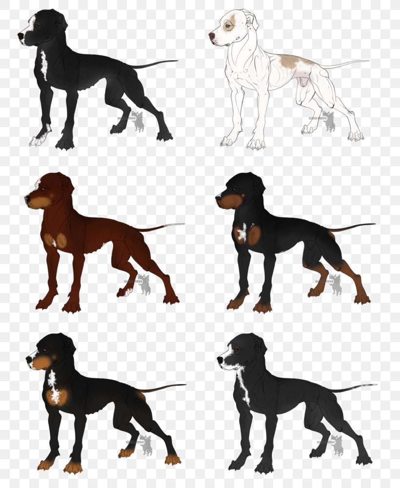 Saluki Dog Breed Hunting Dog Hound, PNG, 800x999px, Saluki, Breed, Carnivoran, Dog, Dog Breed Download Free